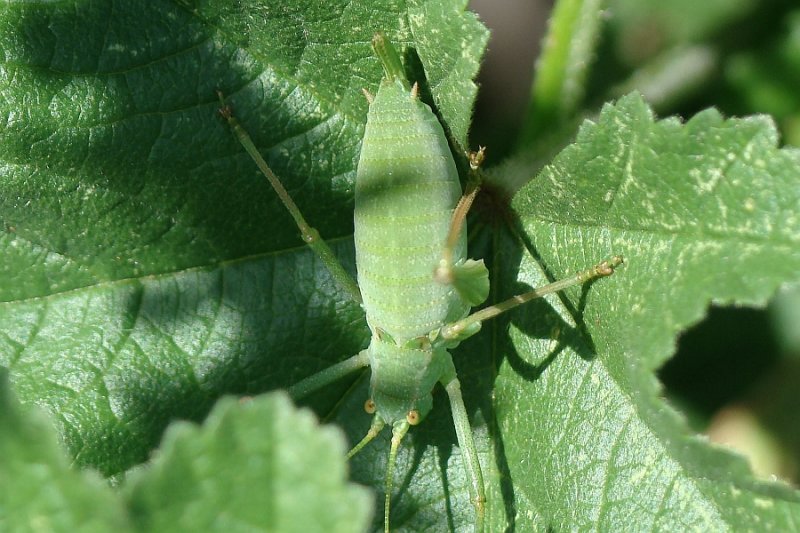 Gafanhoto // Grasshopper (Odontura cf. glabricauda), female nymph