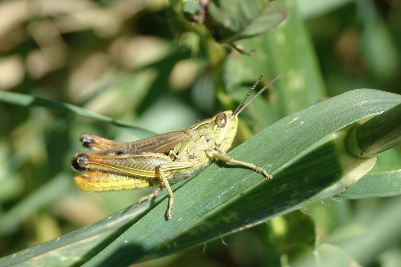 Gafanhoto // Grasshopper (Chorthippus apicalis)