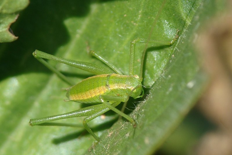 Gafanhoto // Grasshopper (Odontura sp.)