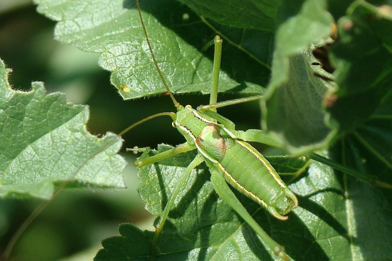 Gafanhoto // Grasshopper (Odontura glabricauda)