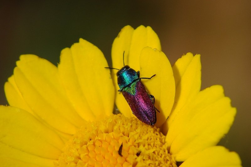 Escaravelho // Beetle (Anthaxia scutellaris)