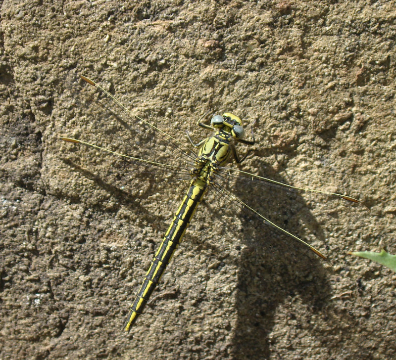 Libelinha // Yellow Clubtail (Gomphus simillimus), female