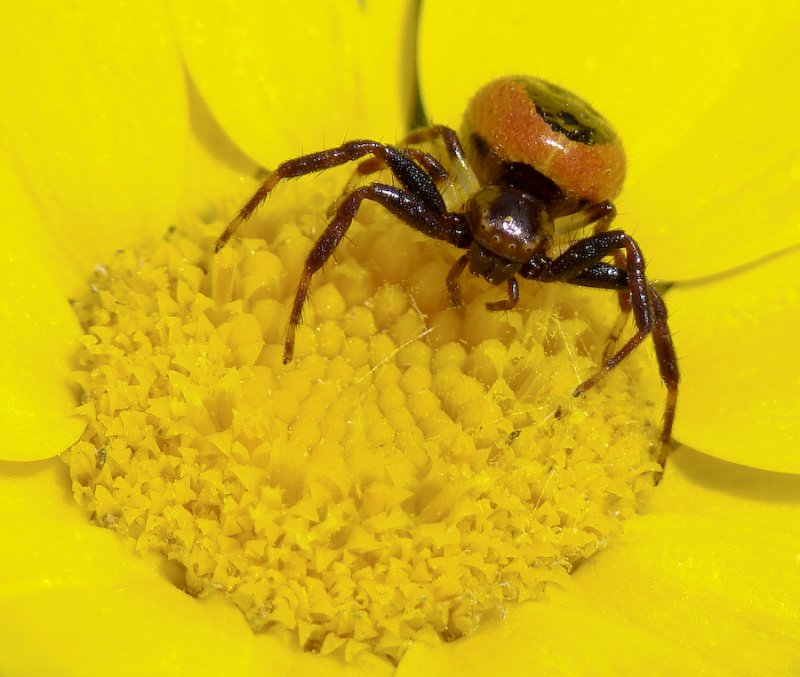 Aranha // Spider (Synema globosum), female