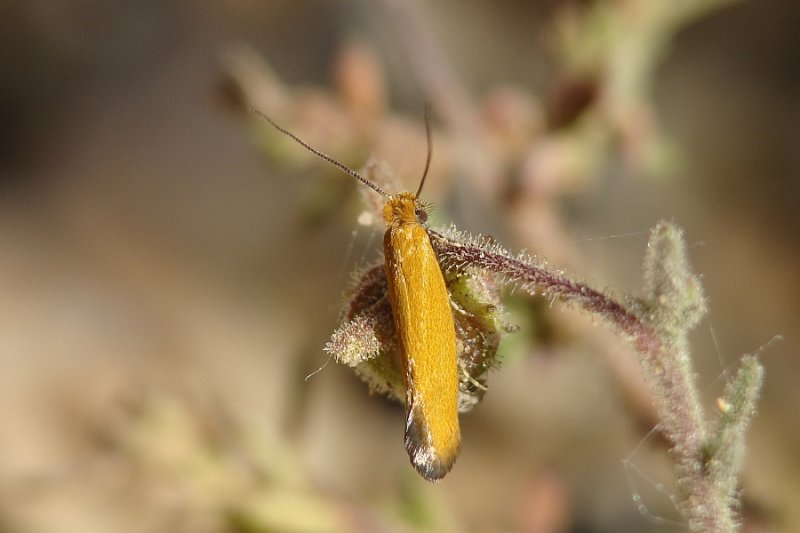 Traa ou Borboleta Nocturna // Moth (Reisserita chrysopterella