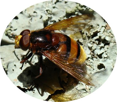 Mosca Syrphidae // Hoverfly (Volucella zonaria)