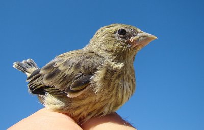 Cria de Verdilhão // Greenfinch (Carduelis chloris)