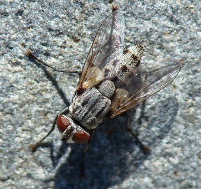 Mosca Sarcophagidae // Flesh Fly (Senotainia albifrons)