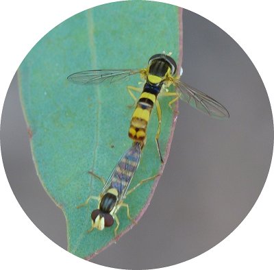 Moscas Syrphidae acasalando // Hoverflies mating (Sphaerophoria sp.)