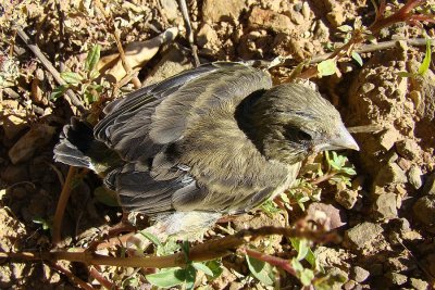 Cria de Verdilho //  Greenfinch (Carduelis chloris)