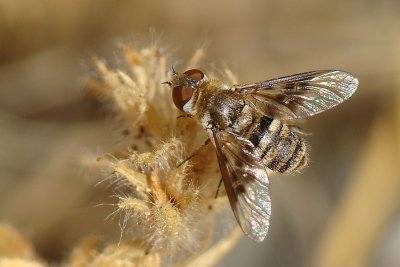 Mosca da famlia Bombyliidae // Bee Fly (Thyridanthrax elegans)