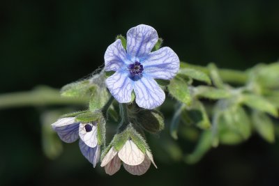 Orelha-de-lebre ou Cinoglossa-de-flor-listrada // Blue Hound's Tongue (Cynoglossum creticum)