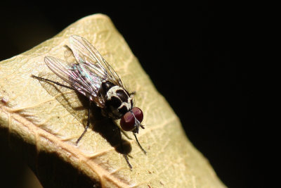 Mosca // Fly (Anthomyia pluvialis)