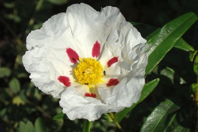 Esteva // Gum Rockrose (Cistus ladanifer subsp. ladanifer)