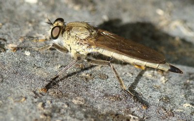 Mosca da famlia Asilidae // Robber Fly (Philonicus albiceps), female