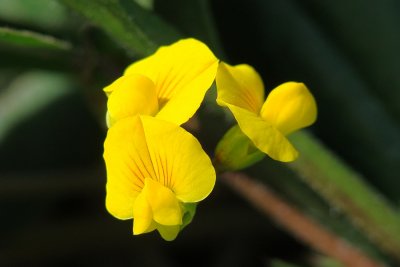 Cornichão // Wildflowers (Scorpiurus sulcatus)