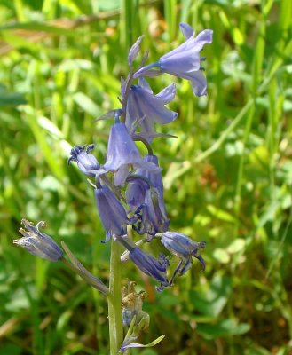 Jacinto-dos-campos // Spanish Bluebell (Hyacinthoides hispanica)