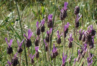 Rosmaninho // French Lavender (Lavandula pedunculata)