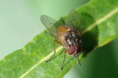 Mosca da famlia Muscidae // Face Fly (Phaonia subventa)