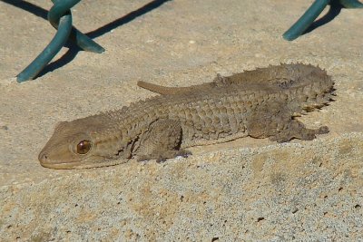 Osga-comum /|\ Moorish Gecko (Tarentola mauritanica)