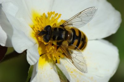 Mosca Syrphidae // Hoverfly (Myathropa florea)