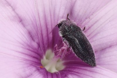 Escaravelho // Beetle (Acmaeodera cylindrica)