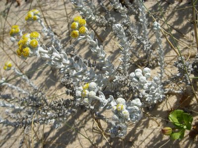 Cordeirinho-da-praia // Cottonweed (Otanthus maritimus)
