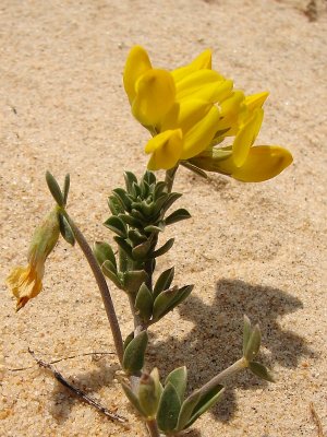 Trevo-de-creta (Lotus creticus)