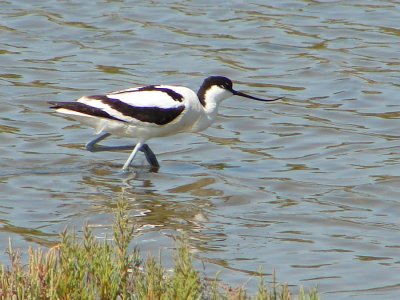 Alfaiate // Pied Avocet (Recurvirostra avosetta)