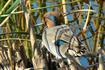 Marrequinha // Green-winged Teal (Anas crecca)