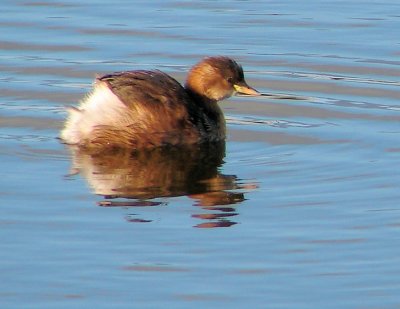 Mergulho-pequeno // Little Grebe (Tachybaptus ruficollis)