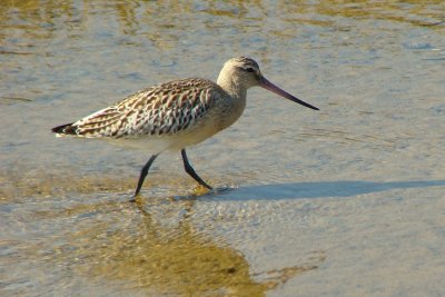 Fuselo // Bar-Tailed Godwit (limosa lapponica)