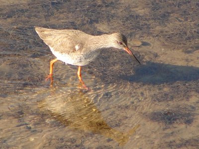 Perna-vermelha /|\ Redshank (Tringa totanus)