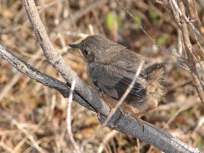 Uma jovem Toutinegra-do-mato // Dartford Warbler (Sylvia undata)