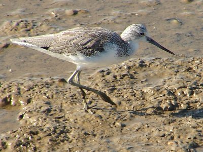 Perna-verde // Greenshank (Tringa nebularia)