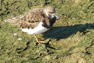 Rola-do-mar // Ruddy Turnstone (Arenaria interpres)