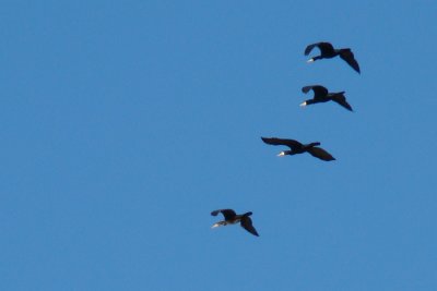 Corvo-marinho // Cormorants (Phalacrocorax carbo)