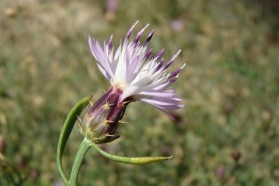 Lóios-ásperos // Rough Star-thistle (Centaurea aspera)