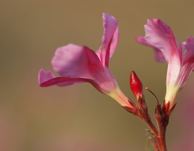 Flores de Loendro // Oleander Flowers (Nerium oleander)