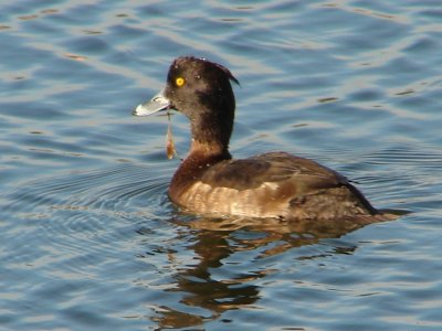 Negrinha // Tufted Duck (Aythya fuligula)