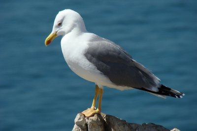 Gaivota-de-patas-amarelas // Yellow-legged Gull (Larus michahellis)