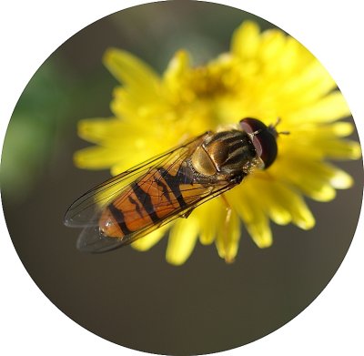 Mosca Syrphidae // Hoverfly (Episyrphus balteatus), male