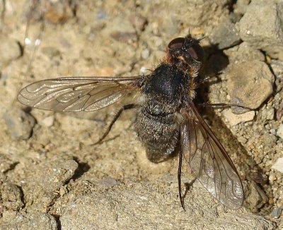 Mosca da famlia Bombyliidae // Bee-fly (Anthrax sp.)