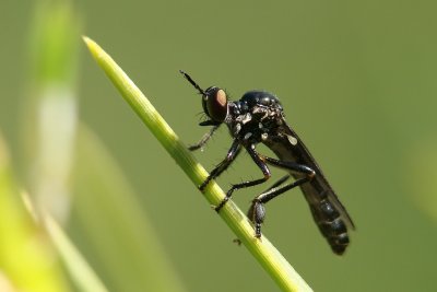 Mosca da famlia Asilidae // Fly (Dioctria sp.)