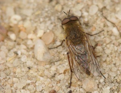 Mosca Therevidae // Fly (Thereva sp.)