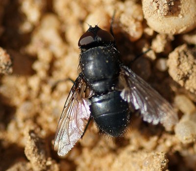 Mosca Calliphoridae // Cluster Fly (Pollenia leclercqiana), male