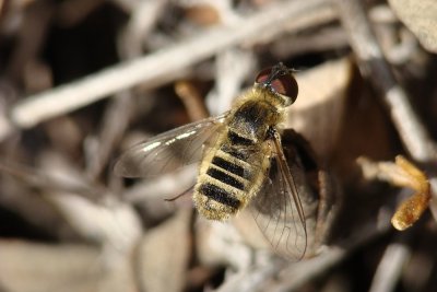 Mosca da famlia Bombyliidae // Bee Fly (Villa sp.)