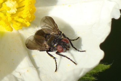 Mosca da famlia Calliphoridae // Blow Fly (Anthracomyia melanoptera)