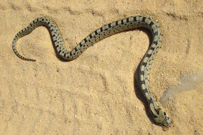Cobra-de-escada - juvenil // Ladder Snake (Rhinechis scalaris), young