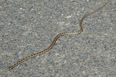Cobra-de-ferradura - juvenil // Horseshoe whipsnake (Hemorrhois hippocrepis), juvenile