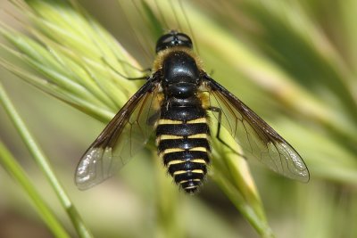 Mosca da famlia Bombyliidae // Bee Fly (Lomatia sp.)